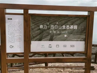 Zhejiang Chunli Tea Industry Co Ltd. potiče uzgajivače planinskog čaja Xibai ...
